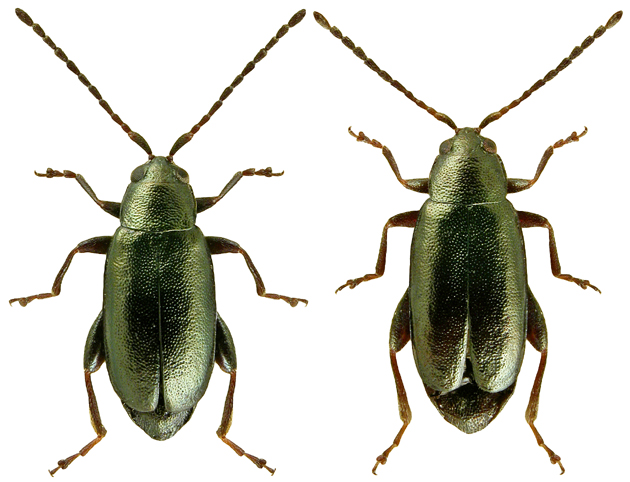 Phyllotreta procera